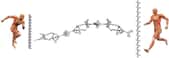 Gauche et droite : principe de la contraction et de l'extension d'une  chaîne polymère télescopique fondée sur l'association supramoléculaire  de milliers de nanomachines. Une liaison supramoléculaire est une interaction entre différentes  molécules qui ne repose pas sur la liaison chimique traditionnelle dite «  covalente » mais sur d'autres types d'interactions dites « faibles »,  constituant ainsi des édifices moléculaires complexes. Centre : modèle moléculaire de trois  nanomachines liées entre elles au sein de la chaîne polymère. © Wiley-VCH Verlag GmbH &amp; Co.KGaA