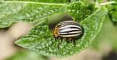 Des chercheurs de la Western University (Canada) ont découvert que certains insectes sont capables de faire repousser leurs muscles sans le moindre effort. © mikeosphoto, Adobe Stock