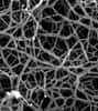 Une image au microscope électronique du réseau de nanofibres formées de peptides. © Journal of Neuroscience