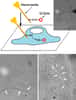 Schéma illustrant  la livraison de biosondes dans la cellule. On voit la nano-aiguille (nanoneedle) injecter des boîtes quantiques (Q-Dots) fluorescentes (en rouge). On peut en suivre les trajectoires au microscope comme le montrent ces images. Crédit : Université de l'Illinois, Urbana-Champaign