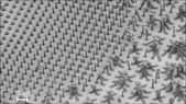 Pour réaliser de jolis faisceaux bien denses, prenez garde à leur longueur initiale. A gauche de la surface (et en haut sur l’image), les nanotubes étaient trop petits : la densification n’a produit que des moignons sans intérêt.