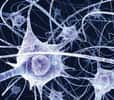 Vue d'artiste de neurones. Les réseaux neuronaux sont le socle de la mémoire cérébrale. © Benedict Campbell, Wellcome Images, Flickr, cc by nc nd 2.0