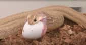 Ce petit serpent africain nommé Dasypeltis gansi peut gober des œufs plus gros que lui. © Bruce Jayne, Université de Cincinnati