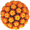 Le papillomavirus est un virus à ADN responsable des infections sexuellement transmissibles les plus fréquentes. Parfois, il passe inaperçu ; d'autres fois, il occasionne des verrues génitales, ou entraîne un cancer du col de l'utérus dans certains cas. © AJC1, Flickr, cc by nc 2.0