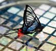 Un papillon a pu être détecté par la grande sensibilité de la peau artificielle mise au point à l'Université de Stanford. © Linda Cicero / Stanford University