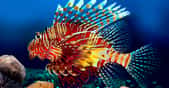 Le poisson-lion, ou rascasse volante (Pterois miles) est très photogénique mais venimeux et invasif. Venu de la mer Rouge, il se répand en Méditerranée orientale et poursuit son expansion vers le nord et l'ouest. © Vlad61, Shutterstock