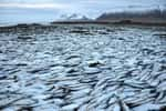 Dans le fjord Kolgrafafjörður, en Islande, des millions de harengs ont été retrouvés asphyxiés. Un barrage, construit à l'entrée du fjord, a modifié la circulation océanique. Il n'y a plus assez d'échanges entre l'océan large et l'eau du fjord, ce qui rend le milieu anoxique. © Ljósmynd, Róbert Arnar Stefánsson