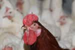 Comme le virus de la grippe A(H7N9) est commun chez les oiseaux, on suppose que la transmission se produirait après un contact trop rapproché avec une volaille infectée. Et en Chine, les volatiles ne manquent pas. © USAID Afghanistan, Wikimédia commons, DP