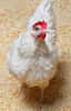 Les poulets OGM permettraient de limiter la propagation du virus de la grippe aviaire au sein des élevages. © Université d'Edimbourg
