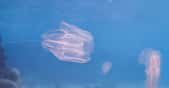 Des analyses chromosomiques semblent montrer que le premier animal à être apparu sur Terre était un cténophore. Ici, l’un d’entre eux, Mnemiopsis leidyi. © marketanovakova, Adobe Stock
