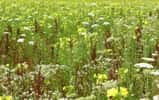Anurag Agrawal a utilisé 16 champs d'onagres biannuelles durant ses expériences. À chaque printemps, lorsque les chenilles de momphidés se développaient, 8 parcelles ont été aspergées avec des insecticides toutes les 2 semaines. Les plantes se sont mieux développées, mais elles ont perdu leurs protections contre les insectes en seulement 3 à 4 générations. © Anurag Agrawal