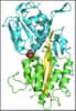 La protéine HBPB pourrait permettre la mise en place de nouveaux traitements contre le VIH. © Université de Strasbourg