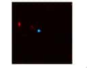 Le quasar SDSS J0013+1523, en bleu sur cette image en fausses couleurs, a été observé dans le domaine de l'infra-rouge proche avec le télescope Keck II à Hawaï. Crédit : Ecole Polytechnique Fédérale de Lausanne-F. Courbin, G. Meylan, S. G. Djorgovski, et al.../ Caltech/WMKO.
