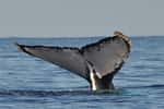 Les baleines à fanons et les cachalots figurent parmi les plus grands mammifères du monde. Décimées de 66 à 90 % du temps de leur chasse, les populations se repeuplent depuis quelques décennies. © Annerun974, Wikimedia Commons, cc by sa 3.0