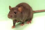 Une étude a permis de caractériser chez le rat un marqueur biologique fiable permettant de détecter la vulnérabilité à la dépression. © Komrod