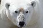 Des chercheurs de l’université de l’État de Washington (États-Unis) ont observé des ours polaires dans la baie d’Hudson. Ils peinent de plus en plus à se nourrir durant l’été. © David McGeachy, Université de l’État de Washington