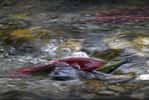 Des dizaines de millions de saumons rouges du Pacifique convergent du Canada vers le fleuve Fraser, en Colombie-Britannique. Pendant quelques semaines, à l’automne, ils y envahissent les cours d’eau et les rivières petites et grandes grouillent de poissons. Ces saumons rouges peuvent parcourir plus de 6.000 km dans le Pacifique avant de remonter leur rivière d'origine. Ils retrouvent leur chemin parce qu'ils ont mémorisé l'intensité du champ magnétique de leur lieu d'éclosion. © Andrew S. Wright, WWF Canada