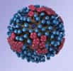 Cette image représente un virus typique de la grippe. Le virus H5N1, responsable de l'épidémie de grippe aviaire depuis 2003, a déjà causé la mort de 356 personnes sur les 603 cas avérés. © Douglas Jordan, CDC, DP