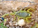 Le venin du scorpion du désert israélien est l'un des plus dangereux. © Ester Inbar, Wikimedia
