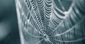 Des chercheurs de l’université de Washington à Saint-Louis (États-Unis) sont parvenus à obtenir une soie plus performante que la soie d’araignée naturelle. © dachux21, Adobe Stock