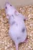 Les souris utilisées appartiennent à une lignée dont tous les individus ont un génome quasiment identique. © Yang Xu, Université de Californie à San Diego, Nature