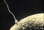 Chaque gamète mâle doit lutter pour arriver à l'ovule. © DR