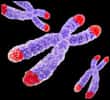 Les télomères sont situés aux extrémités des chromosomes, et raccourcissent au fil des divisions cellulaires. © UBC, Université de la Colombie-Britannique