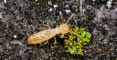 Alors que des chercheurs annoncent avoir découvrir une solution innovante pour éliminer les termites, d’autres appellent à les disséminer dans les forêts replantées. © Aleg Kovtun, Adobe Stock