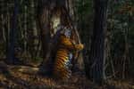 Cette photo émouvante d’un tigre de Sibérie en pleine communion avec son environnement parviendra-t-elle à éveiller les consciences ? © Sergey Gorshkov, Wildlife Photographer of the Year 2020