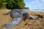 La tortue luth (Dermochelys coriacea) a le statut d'espèce en danger critique sur la liste de l'UICN. Sur l'un des principaux sites de nidification de la tortue luth, le nombre de nids a décliné de 90 % en 27 ans. © Brian J. Hutchinson