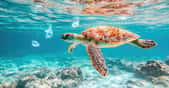 Des chercheurs estiment aujourd’hui que chaque tortue verte femelle de la planète pourrait cacher l’équivalent en poids de dix balles de ping-pong de déchets plastiques. © savittree, Adobe Stock