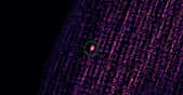 Sur cette image, l’émission de rayons X par le trou noir MAXI J0637-430. Une émission détectée par l’instrument Rexis embarqué à bord de la mission Osiris-Rex qui étudie l’astéroïde Bennu, le 11 novembre dernier. © Université de l’Arizona, MIT, Harvard, Goddard, Nasa
