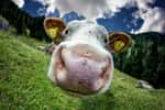 La maladie de la vache folle, ou encéphalopathie spongiforme bovine (ESB), est une pathologie neurodégénérative causée par un prion. Elle est transmissible à l’Homme par la consommation de produits contaminés. Elle a fait 204 victimes humaines, touchées par des symptômes proches de la maladie de Creutzfeldt-Jakob, une maladie de même nature que l'ESB. © matdur69, Flickr, cc by nc nd 2.0