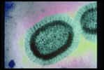 L'un des virus de la grippe, vu ici sous microscopie électronique, mute très régulièrement. Or, le variant à l'origine de l'épidémie de grippe A de ces dernières années est très pathogène mais ne se transmet pas entre êtres humains. Pour éviter de rester impuissants face à une mutation naturelle qui le rendrait très contagieux, les biologistes cherchent à mieux cerner notre potentiel ennemi. © Sanofi Pasteur, Flickr, cc by nc nd 2.0