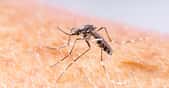 Le moustique-tigre peut transmettre la dengue, le chikungunya et le Zika. © Smith1972, Shutterstock