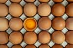 L’albumen désigne le blanc de l’œuf. © Rattanachai, Fotolia