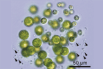 Une colonie d'algues femelles. Les flèches en noir&nbsp;montrent les spermatozoïdes. © Kohei Takahashi