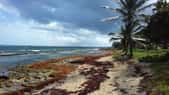 Les plages des Antilles sont envahies d'algues brunes. © CHRISTINE, Adobe Stock