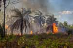 Presque tous les départs de feu qui touchent la forêt amazonienne sont d'origine humaine. © Imago Photo, Adobe Stock