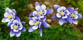 Magnifique fleurs d'ancolies très graphiques. ©Danny, AdobeStock