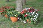 Potées estivales plantées d'annuelles avec des verveines, des géraniums et des pétunias.&nbsp;© S.Chaillot