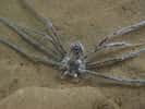 Cette araignée tropicale utilise comme un film d'air&nbsp;pour se protéger lorsqu'elle est sous l'eau. © Lindsey Swierk