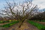 Entretenir un arbre fruitier de décembre à mars permet de bénéficier d'une bonne prochaine récolte. © Bernard Girardin, Adobe Stock