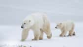 L’ours polaire est l’un des symboles de l’Arctique. Il est absent de&nbsp;l'Antarctique. © sbthegreenman, fotolia