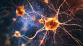 Les astrocytes sont des cellules en forme d'étoile. © catalin, Adobe Stock Les astrocytes sont des cellules en forme d'étoile. © catalin, Adobe Stock