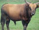 L’auroch était un bovidé qui pâturait à l’époque préhistorique. Aujourd’hui disparu, il est à l’origine des vaches et des taureaux d’aujourd’hui. Les scientifiques tentent de reconstituer l’original par introgression. © GérardM, Wikipédia, cc by sa 3.0
