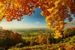 Paysage d'automne, saison où les arbres se teintent d'or et de pourpre. © matteozin, fotolia
