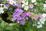 Petites fleurs blanches, roses et violettes de bacopa. © dewessa, Adobe Stock