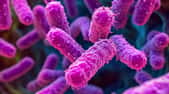 Yersinia pestis existe toujours, causant des milliers d'infections humaines dans le monde entier, bien que les cas aux États-Unis soient relativement rares. © Alex, Adobe Stock