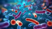 Un nouveau type de virus a été découvert dans le microbiote humain. © Umair, Adobe Stock